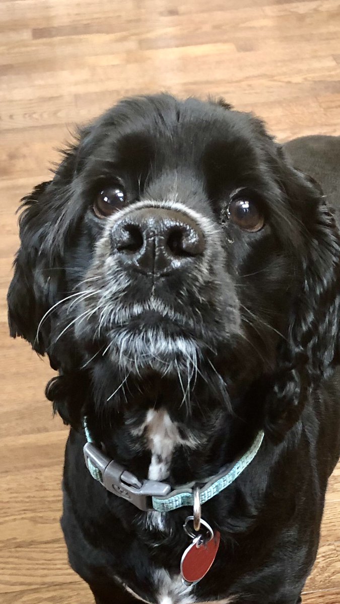 Lunatic Larry tweet media