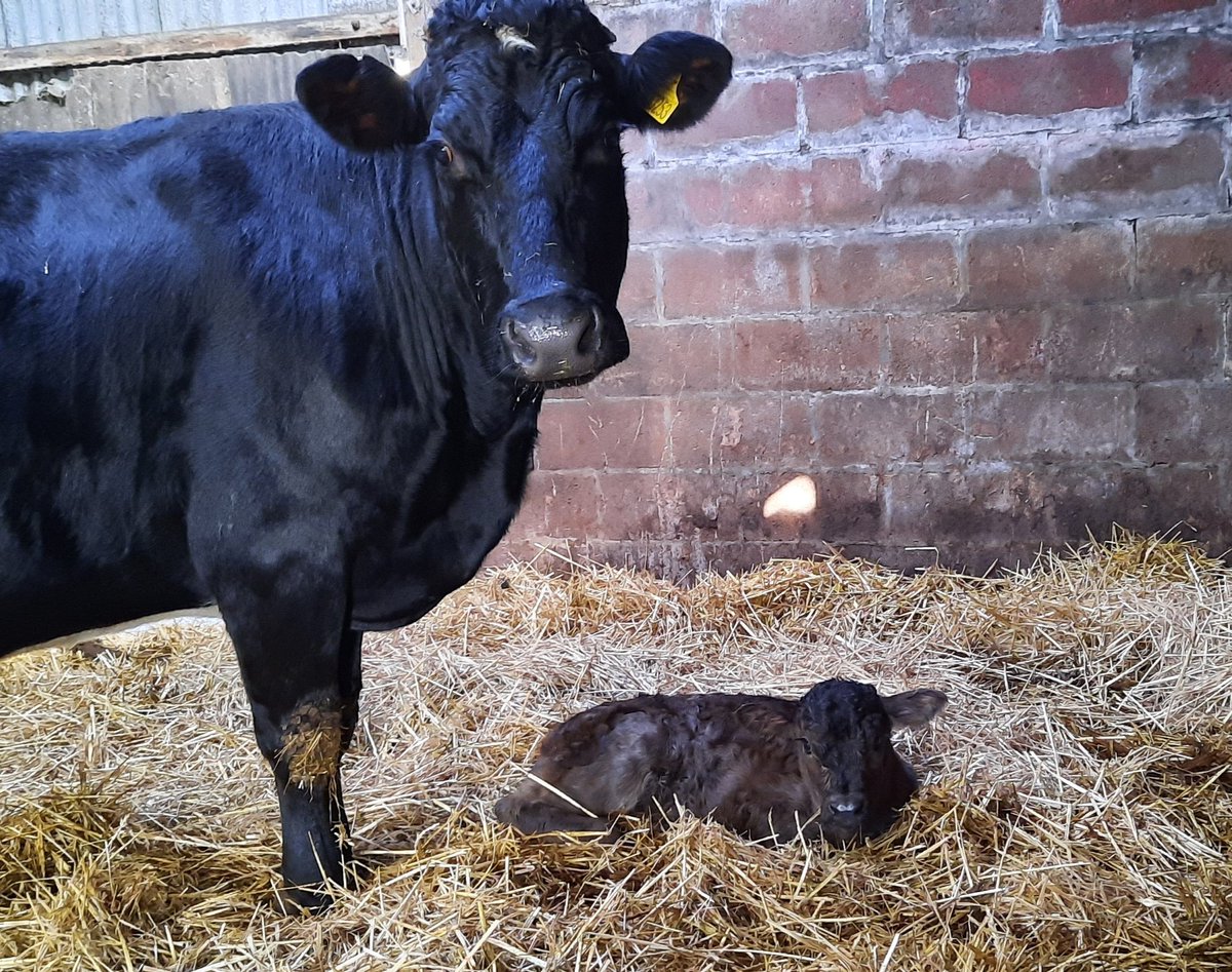 OurDoePark's tweet image. If you&apos;re on here for the #spare #PrinceHarry nonsense then keep scrolling.
 Here&apos;s our latest heifer calf with her very proud Mum. 💕
#propercontent #winter calving #newlife