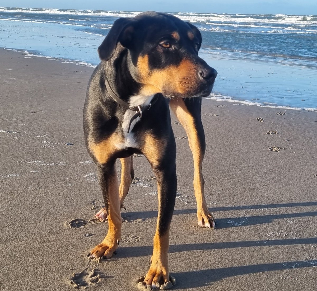 MaaikeWermer's tweet photo. Er is er één jarig hoera hoera. 2 Jaar wordt Flip vandaag. 🥳🐶#westpointer #dogsfromcuraçao https://t.co/8CqlvCoYaj