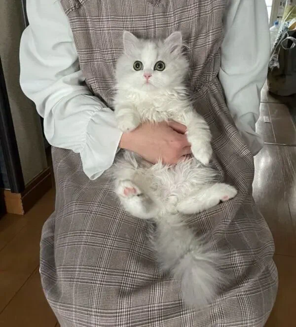 抱っこされて、あどけない表情を見せる猫 1才になっても「子猫み」が強い姿を見せ反響!|ねこのきもちWEB MAGAZINE  