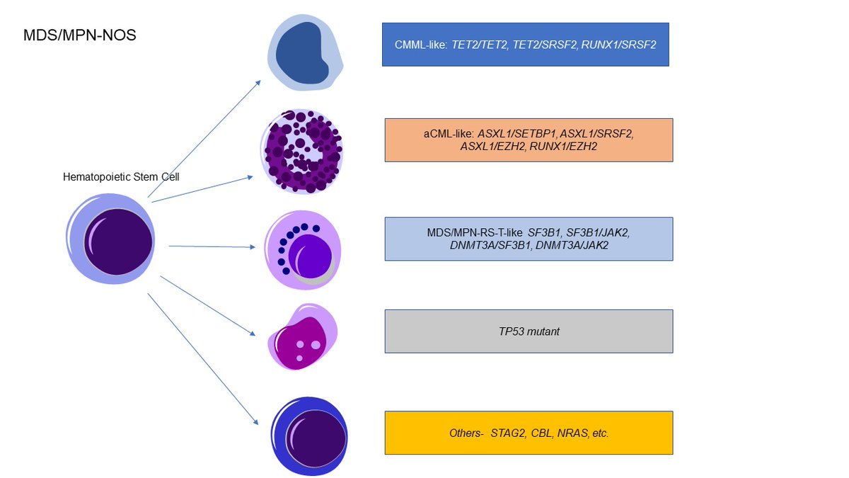 MrinalPatnaik's tweet image. Our approach to #MDSMPNNOS @MayoCancerCare Molecular subtypes with better access to care algorithms and clinical trials. Only #overlap with somatic #TP53 MT. #NOS does not help #patients @a_mangaonkar