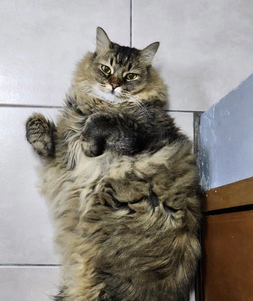 rakkithecat's tweet photo. Hello 👋🏼 https://t.co/ja3m5X7fVM