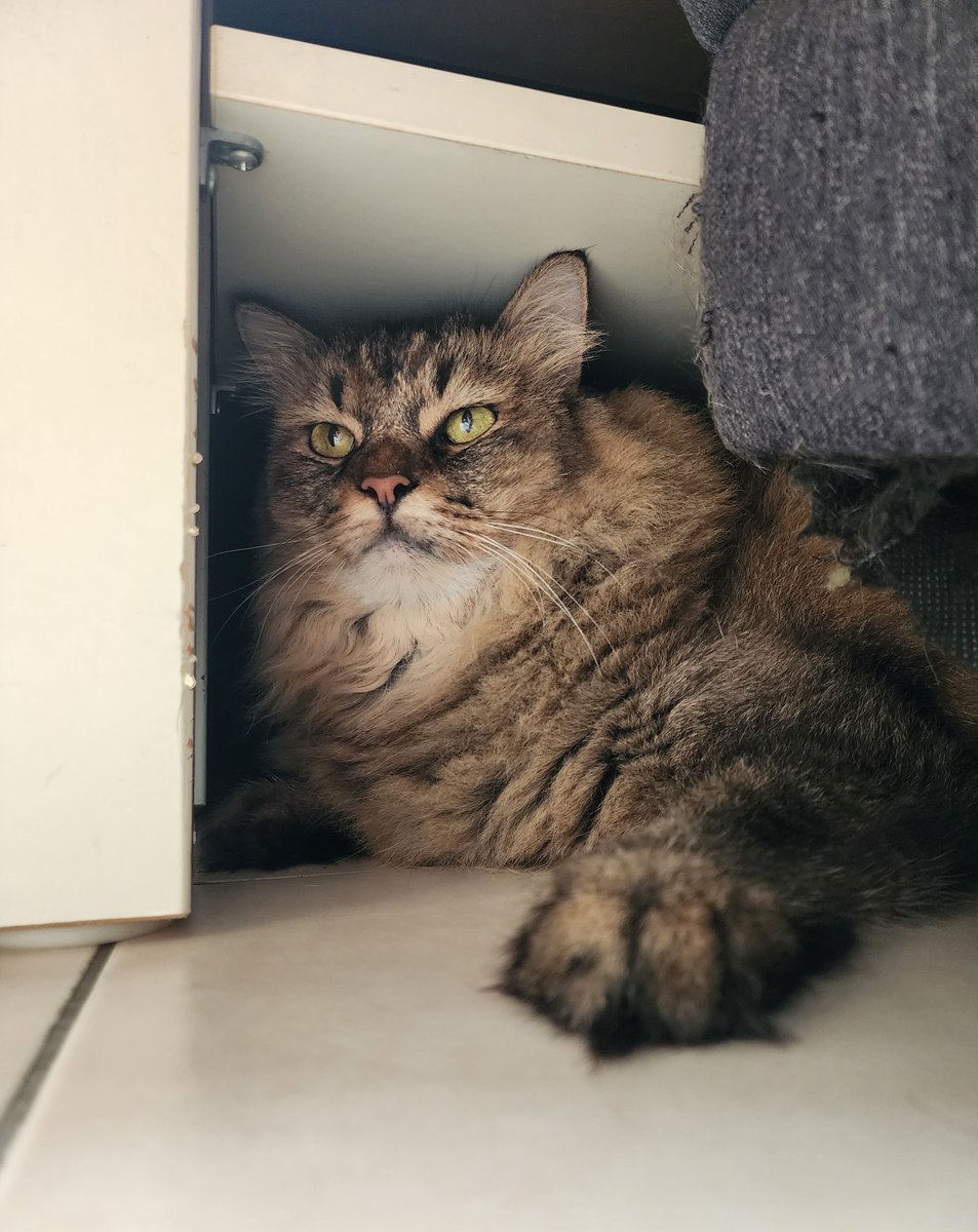 rakkithecat's tweet photo. Hello 👋🏼 https://t.co/ja3m5X7fVM