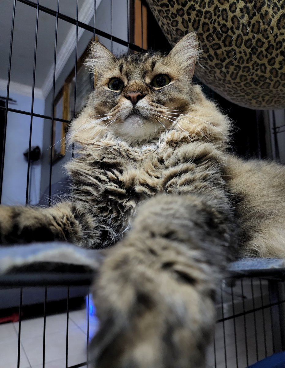 rakkithecat's tweet photo. If you think I am majestic, you are right.

#LifeIsBetterWithCats  🐾 https://t.co/58ZwquEWjl