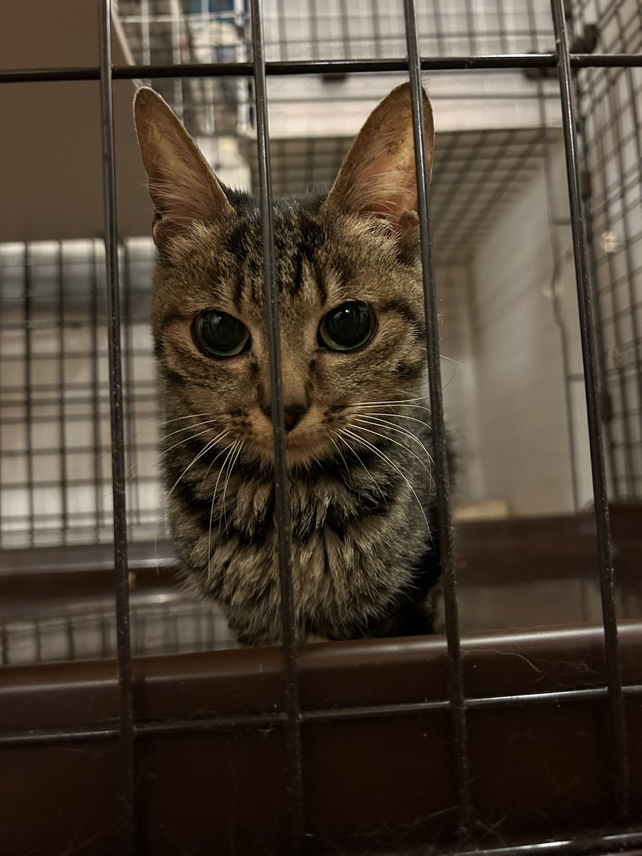 fukunekos's tweet photo. ウチの箱入り息子(^^)
生まれた時から小さくて成猫になっても子猫の大きさ。
来月9才になります(^^)
てんかん持ちでいつ発作が出るかわからないのでケージにいます。
がんばって生きてます
╰(*´︶`*)╯ https://t.co/sljTTzoSwA