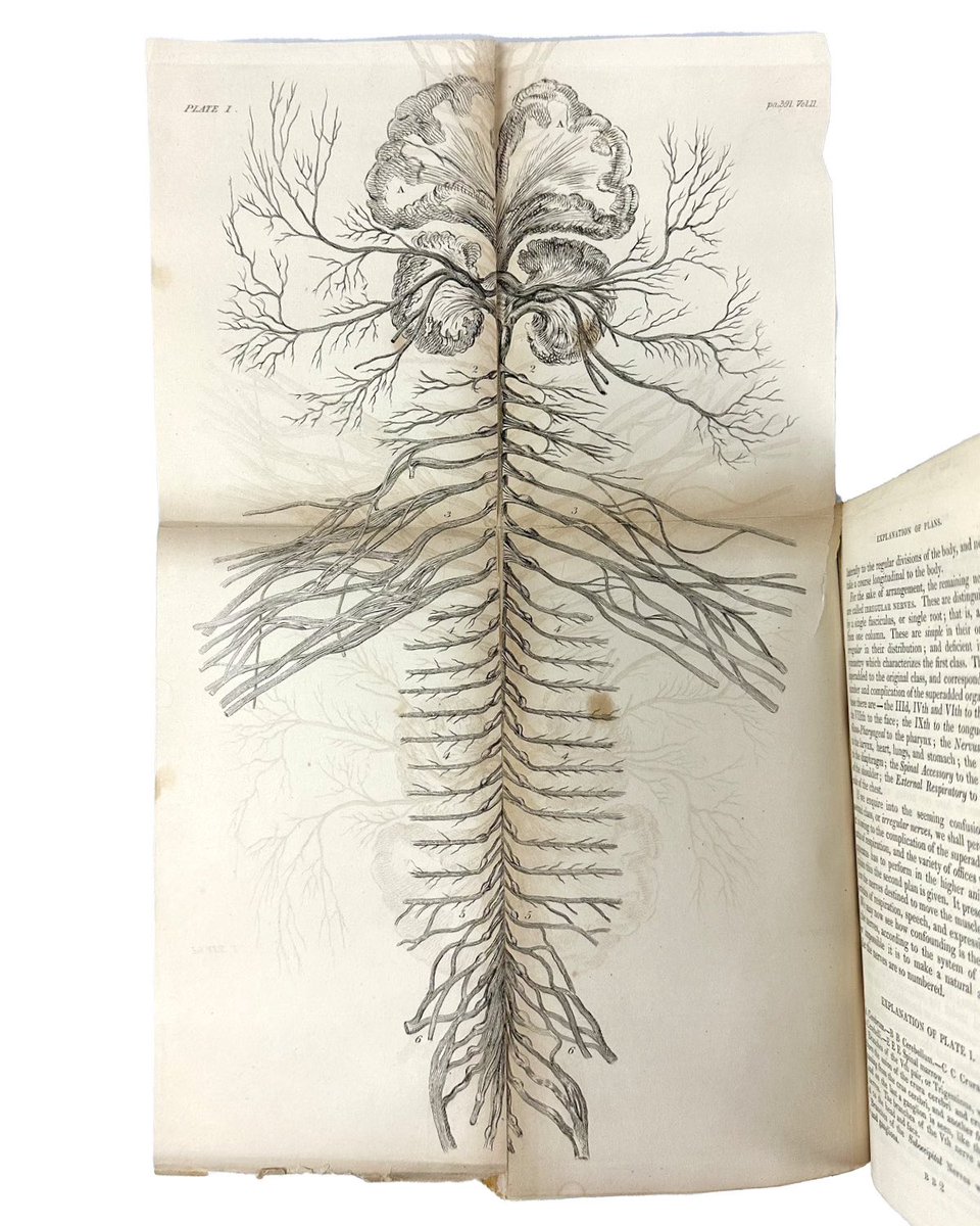 patricksrarebks's tweet photo. Which was harder to memorize, the brachial plexus or the lumbosacral plexus?

Bell’s Anatomy, 1829

#MedTwitter #neuro #cns #medschool #anatom #books https://t.co/Z4Hg4ENLQD