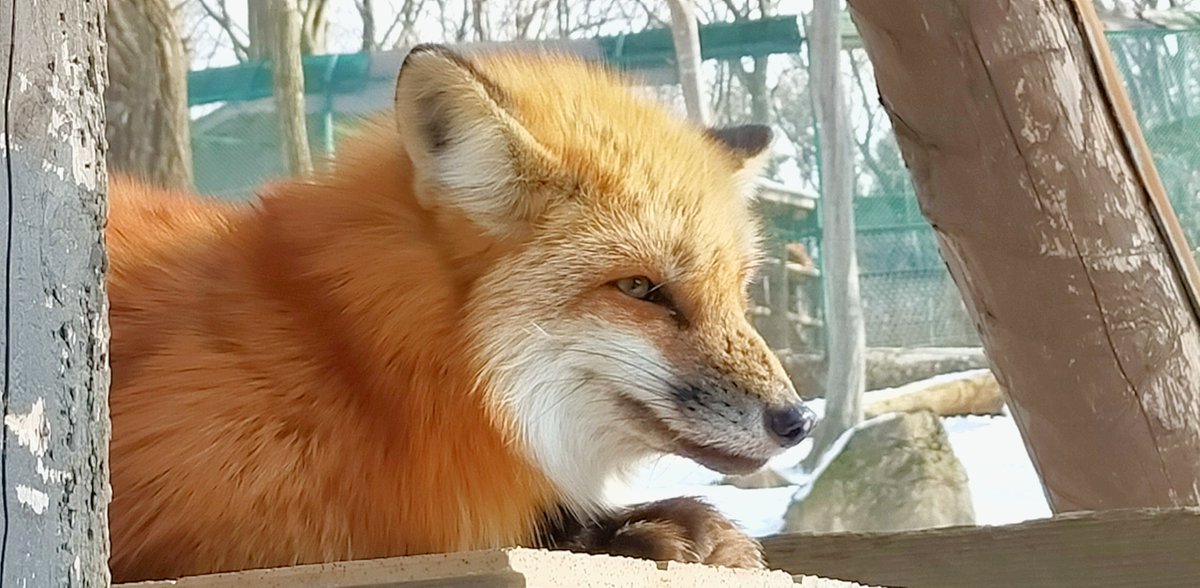 _SLAVR00_'s tweet image. きつねいっぱい撮れた！！