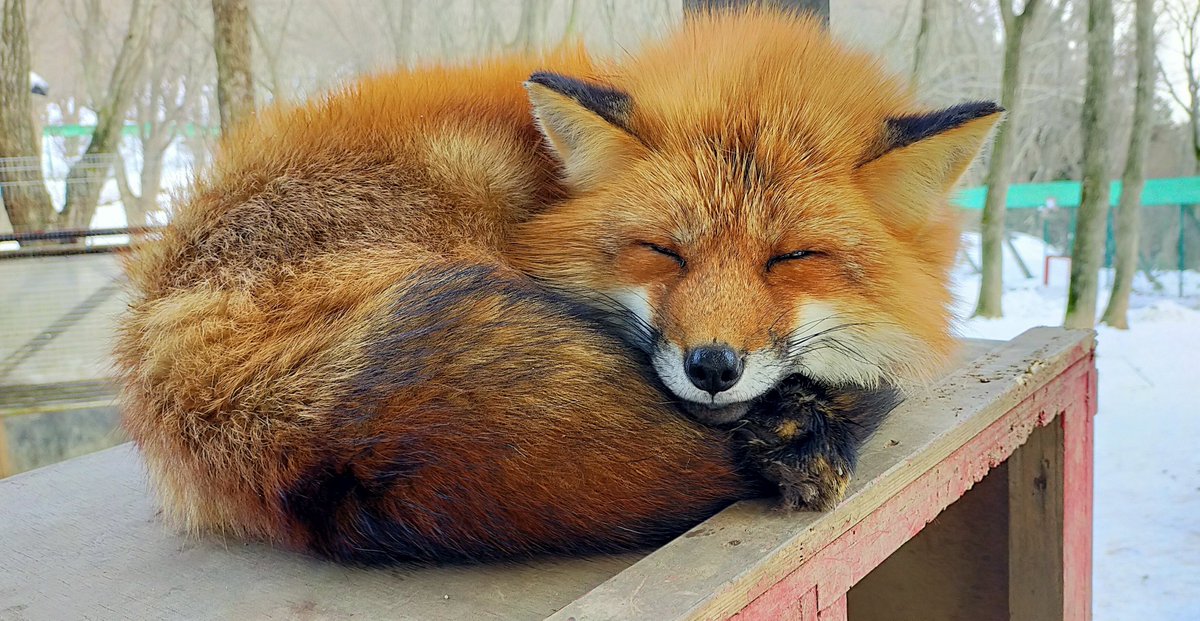 _SLAVR00_'s tweet image. きつねいっぱい撮れた！！