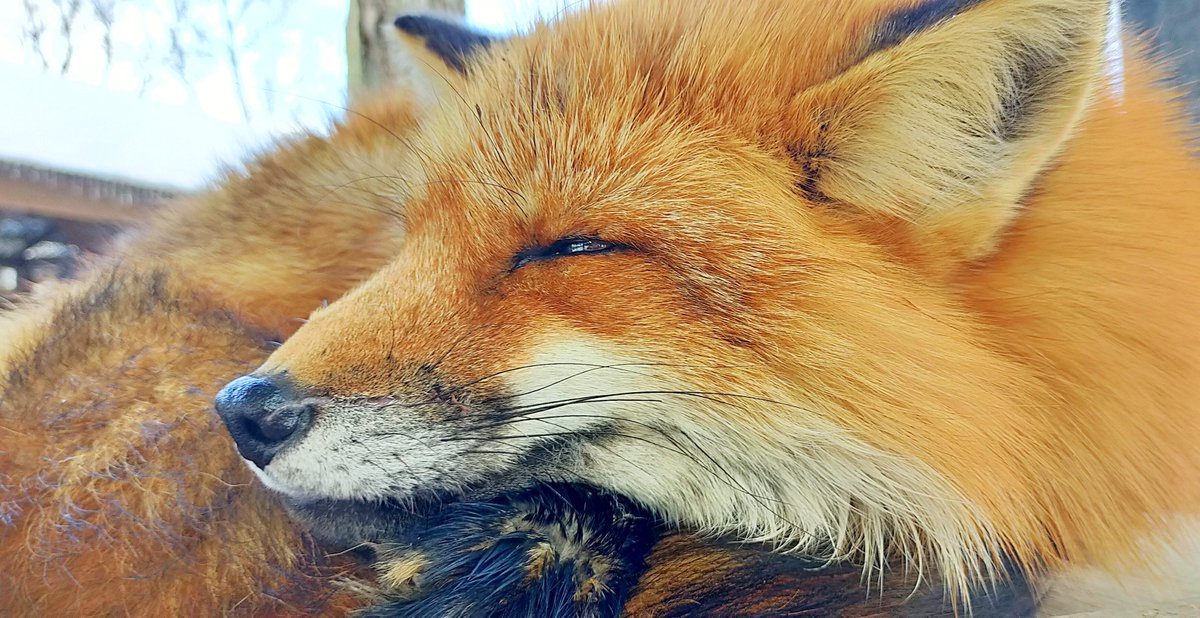 _SLAVR00_'s tweet image. きつねいっぱい撮れた！！