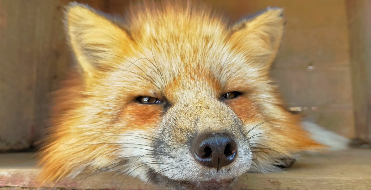 _SLAVR00_'s tweet image. きつねいっぱい撮れた！！