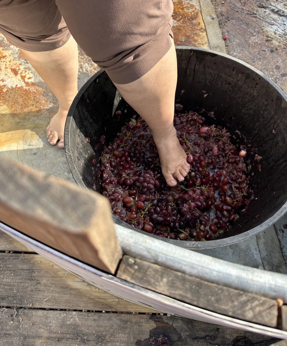 coco_fendi's tweet photo. #grapestomp #fredericksburg https://t.co/rFccDSHHYO