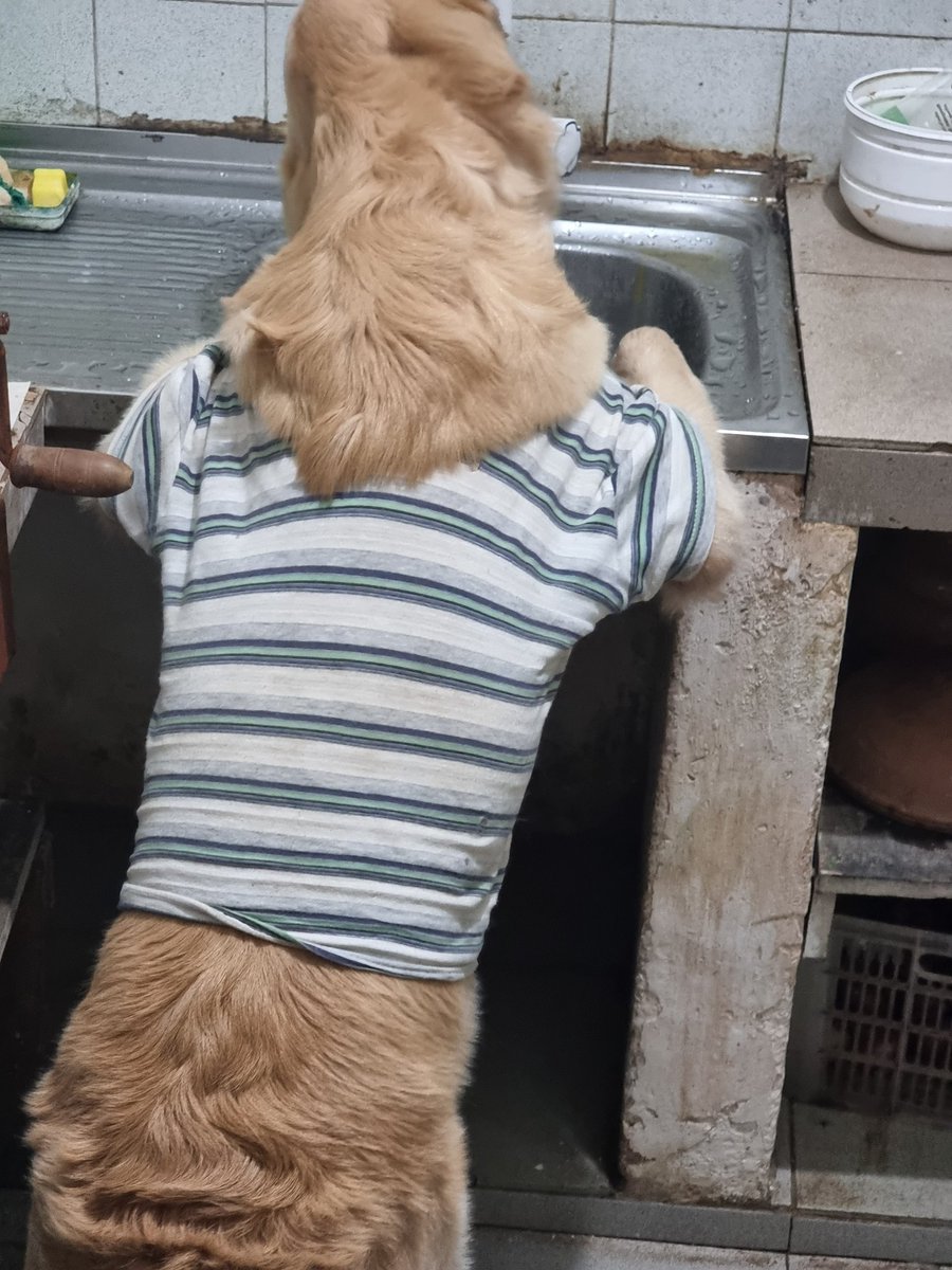 OzzyJay_GR's tweet photo. රිලැක්ෂ්ඩ් ක්රා🐶🐶 https://t.co/ca8HKJnxrW
