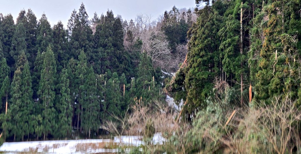 washimashima's tweet photo. 12/18からの湿った豪雪により各地で倒木多数。当地も例外になく、あちこちに折れた杉の肌が散見できる😞

小雪が幸い。
1号父母と農道をふさいでいた倒木処理はしてきたが、倒木だらけの山中に足を踏み入れる気力も体力も��く後ほどに😅
倒木処理ヘルパー大歓迎です！春になったら集まれぇー＼(^^)／ https://t.co/14psXcah8S