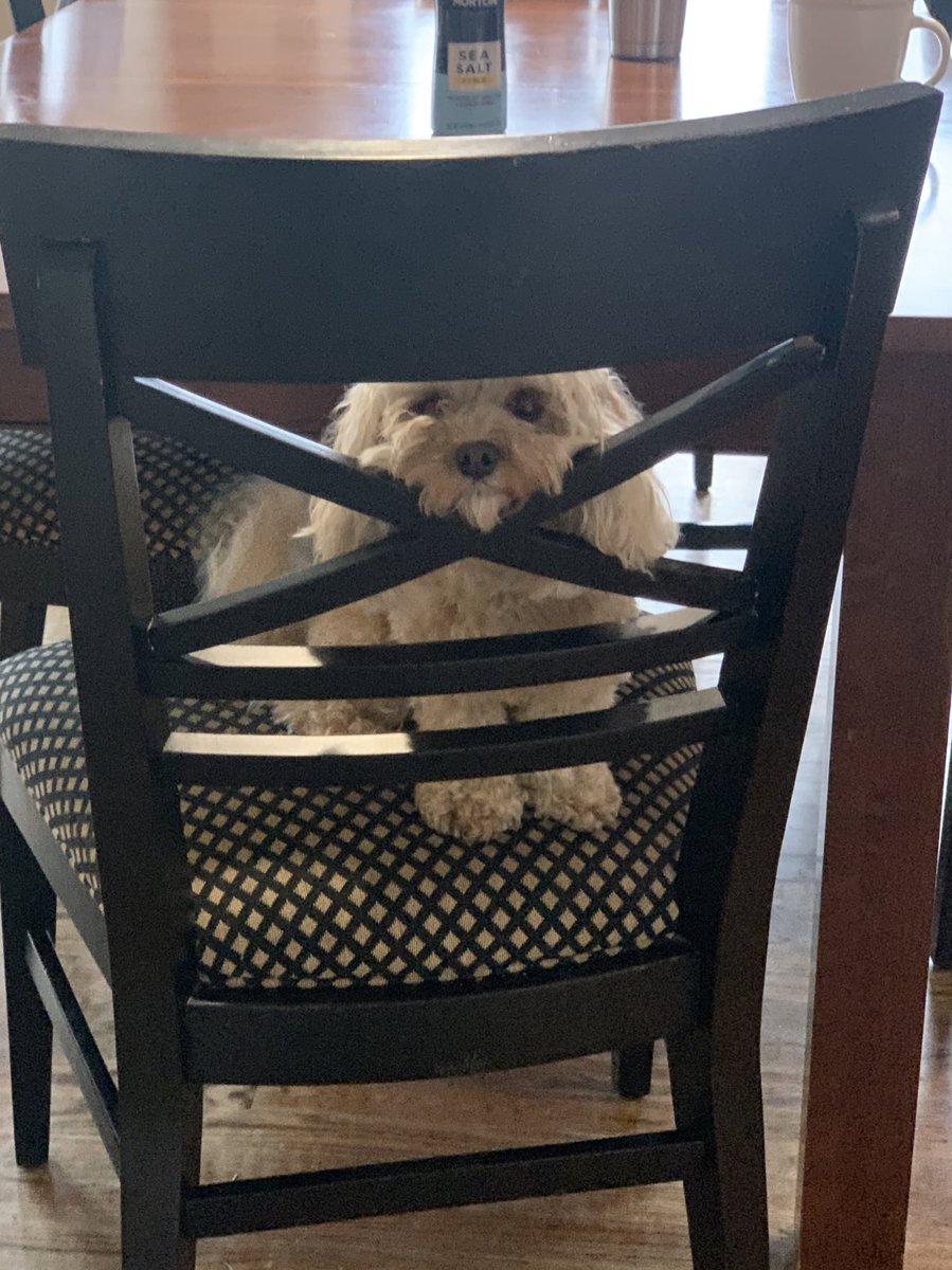 DeshlerDesigns's tweet photo. @CrumblCookies Peekaboo by Rosie🐾 https://t.co/3gd6YWivpm