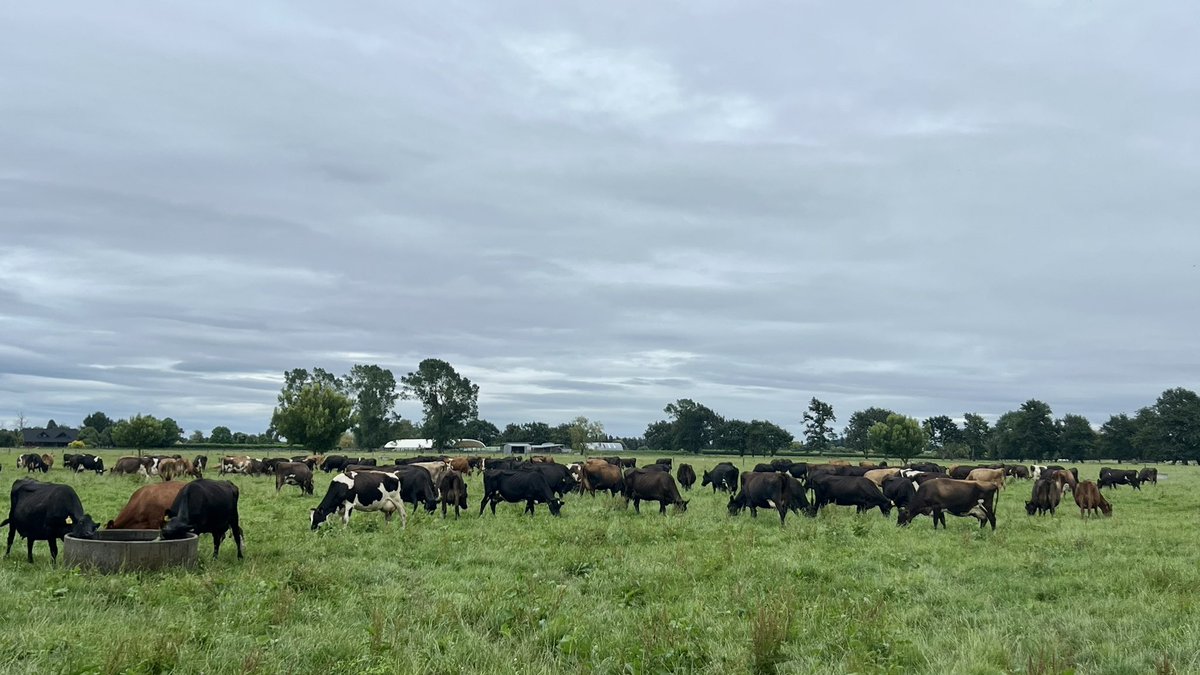 January or June? Cruising on a 30 day round feeding 1kg in the shed, growing surplus and cows are back doing 1.95.... very odd. Very odd indeed. Not complaining!!!!!