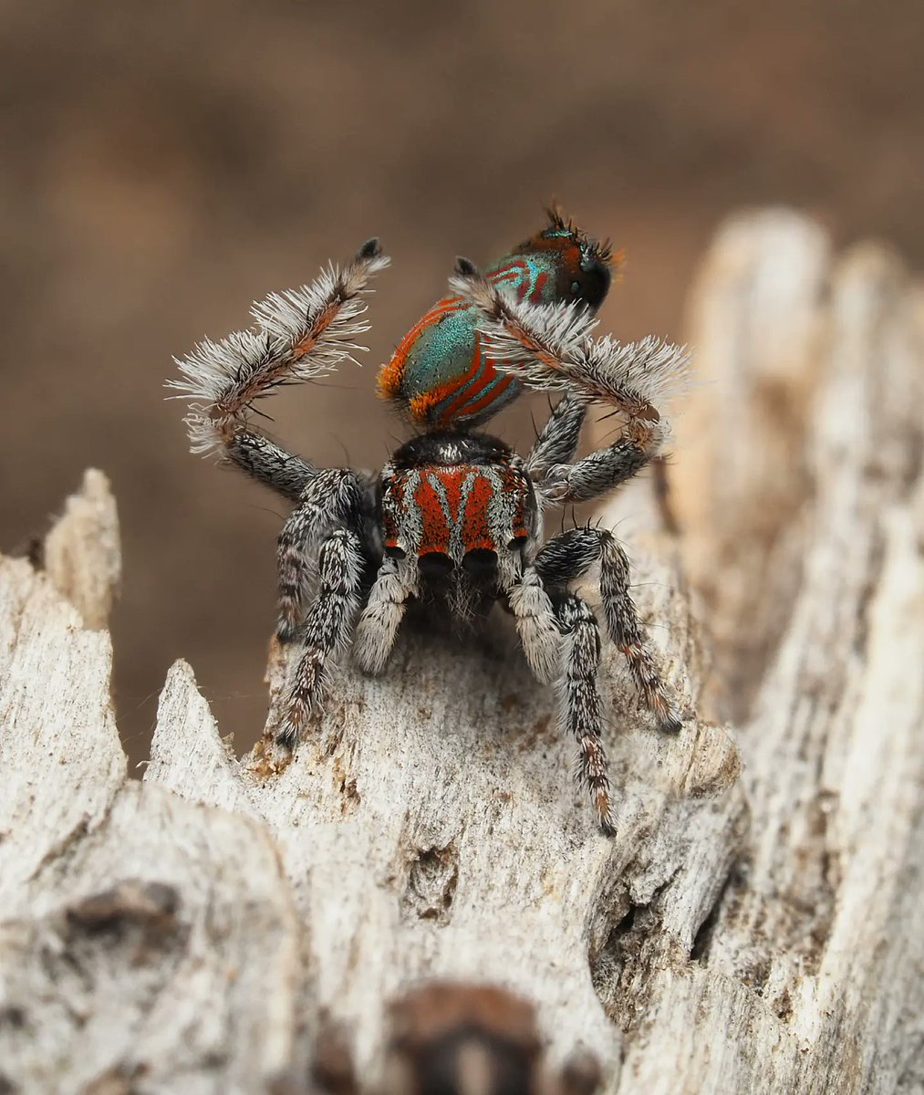 Seven new species of Australia's colourful 'dancing' peacock spider  discovered - ABC News