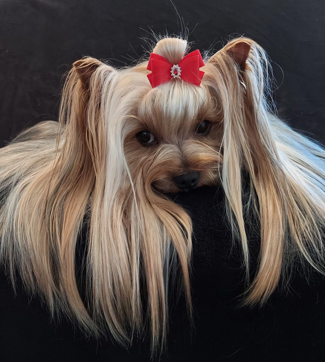 letodv's tweet photo. #dogbeauty #yorkshireterrier https://t.co/FWmQ4IWAD0