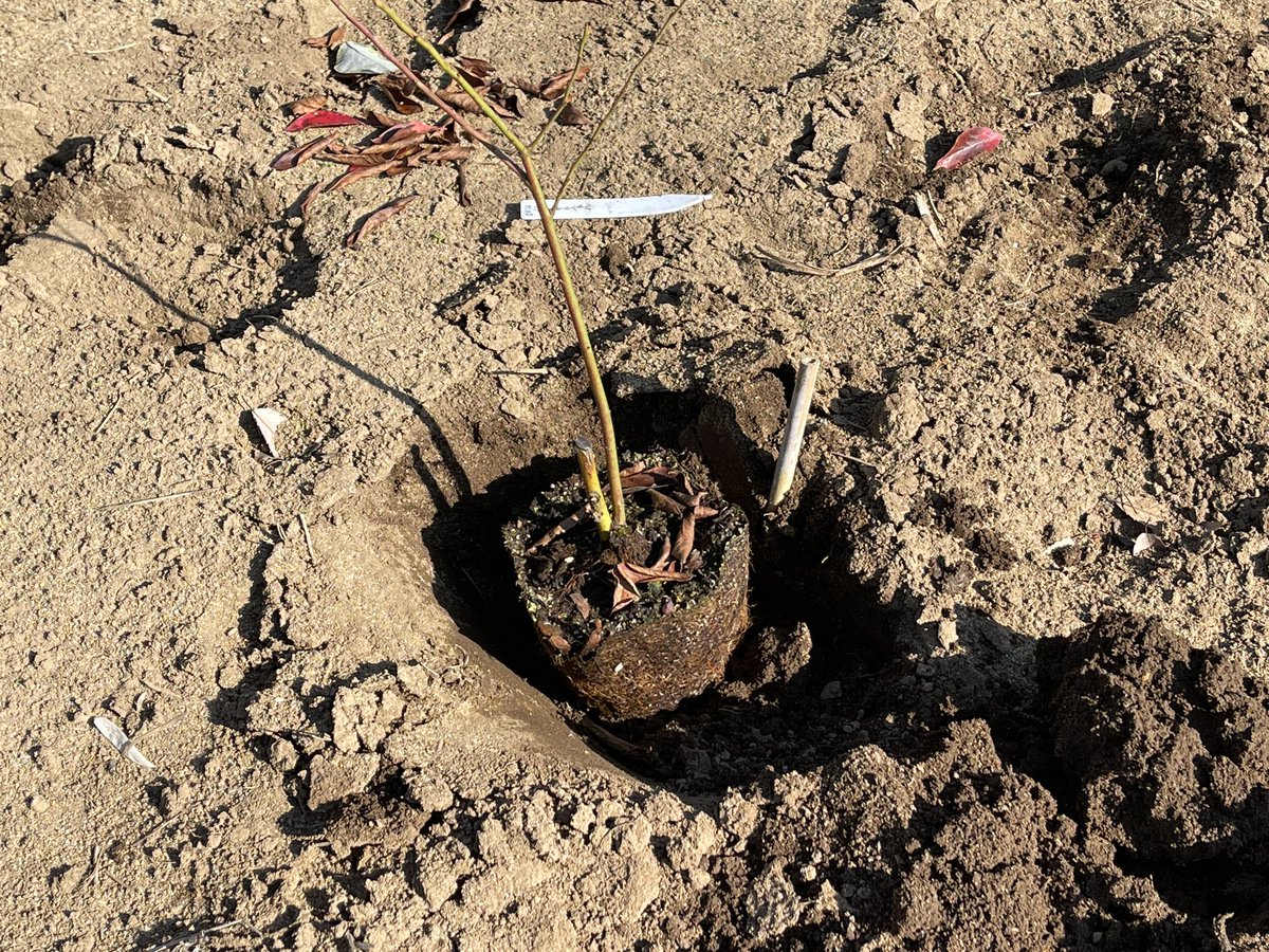 ブルーベリー🫐を植え付け！

#ブルーベリー
#ど根性栽培
#ブルーベリーガーデンなめがた