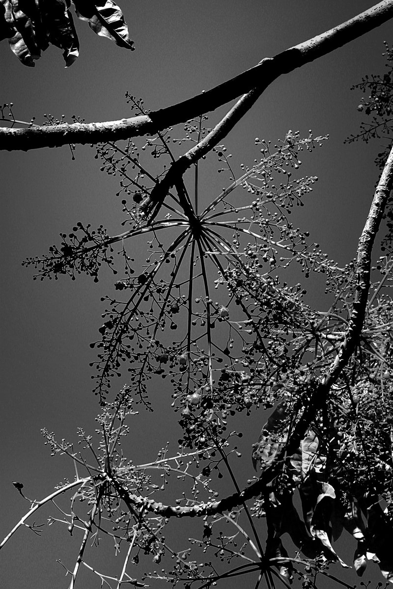 garcialondono_'s tweet photo. Eighth day of the new year, post full moon
.
.
.
#photographer
#signcancer
#blackandwhitephotography
#documentalphotography
#NaturePhotography
#Monochrome
#Photography
#LandscapePhotography
#bnwphotography
#fullmoon
#Chile
#canonphotography
https://t.co/zI4DPbE3Qb https://t.co/dOBLtVxsKM