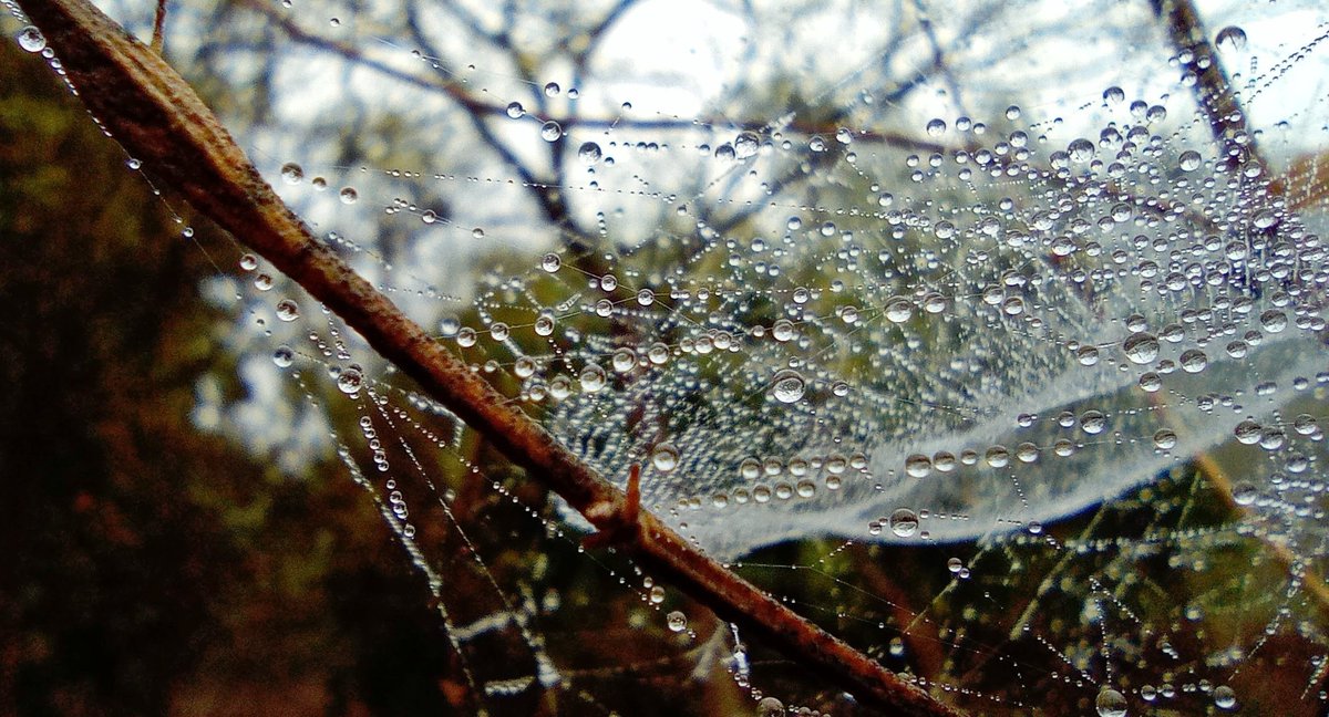 jpegsnaps's tweet image. Bright , pear like water droplets 🫧hanging  on spiders silk, in the morning fog
#pearl
#spidersweb