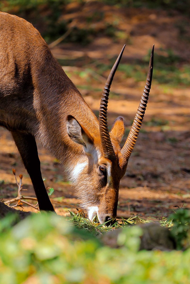 What is the name of this animal ?