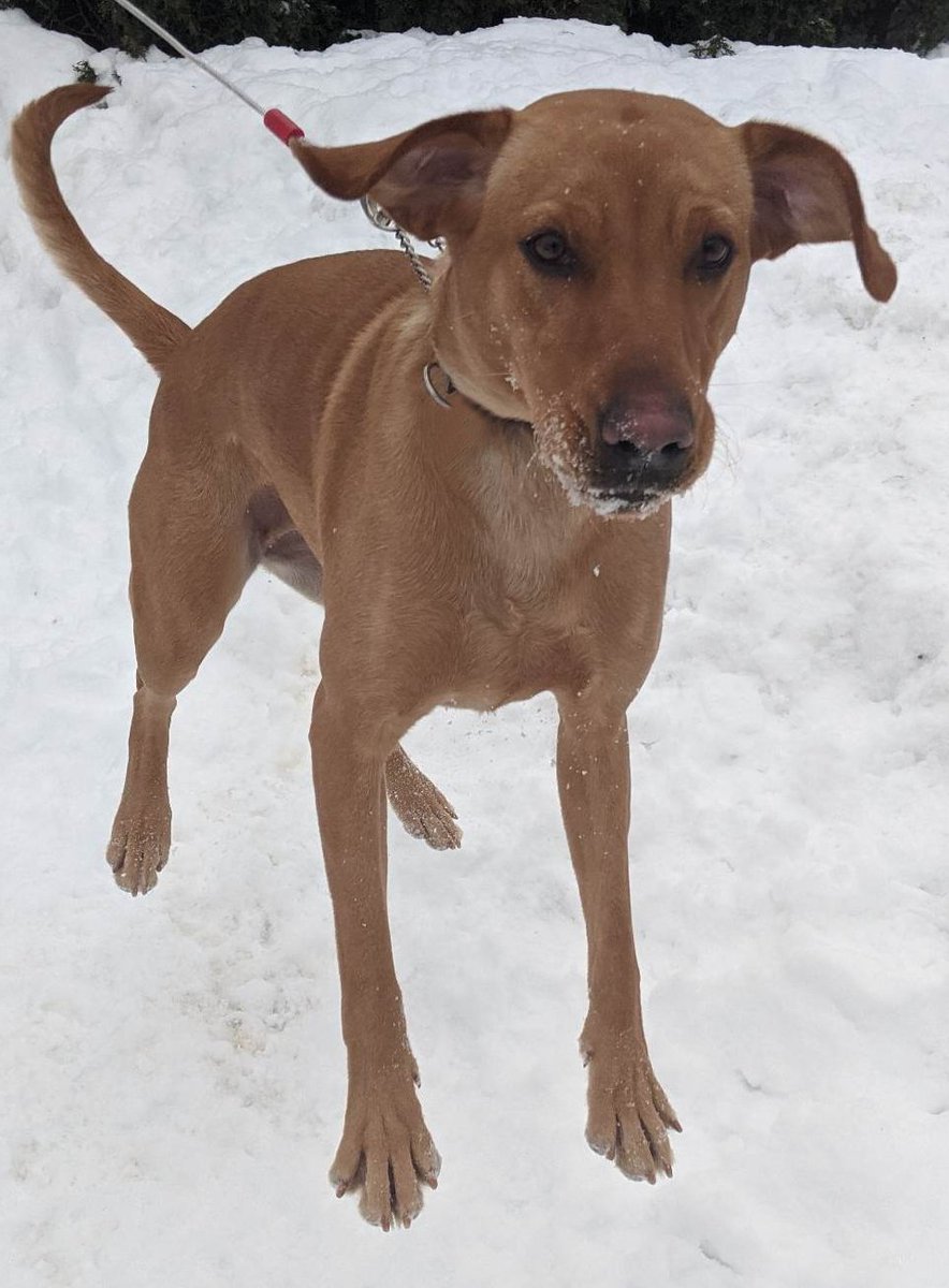 SurvivalHound's tweet photo. Je suis Survival Hound, la Chienne Volante avec mes or-ailes! https://t.co/6lK88JIIbF