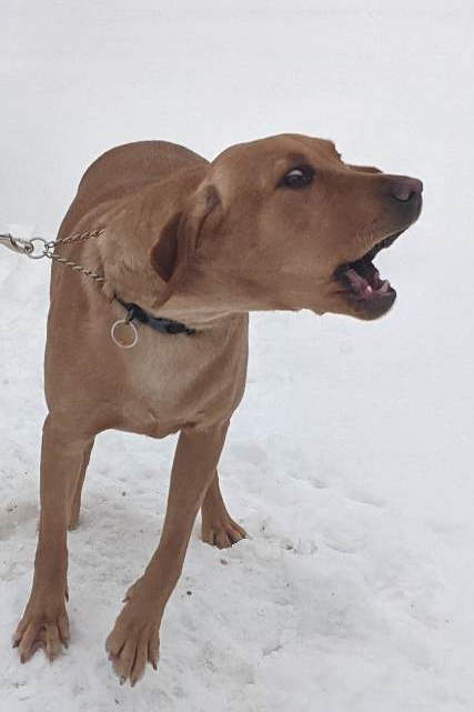 SurvivalHound's tweet photo. Je suis Survival Hound, celle à qui on ne la fait pas. https://t.co/TuJ1fIQQpz