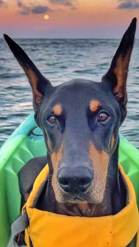 VickiYu's tweet photo. The❤️🛳soon will be making another run🎵
#IchiTheDoberman
#doberman #dobermanpinscher #dogoftheday #thoseearstho #dogbrows #loveboat #therealloveboat #dobermann #dobielove #alldoberman #dobermanpride #doberman_pinschers #dogsofhawaii #supdog #suppup #k… https://t.co/GhUJ7XPF9H https://t.co/21zRqP8B5H