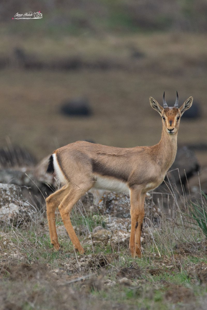 jenan_halabi's tweet photo. הצבאים ברמת הגולן 🦌
#Israel #golan https://t.co/hPe17N44iP