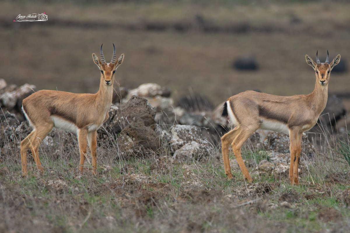 jenan_halabi's tweet photo. הצבאים ברמת הגולן 🦌
#Israel #golan https://t.co/hPe17N44iP