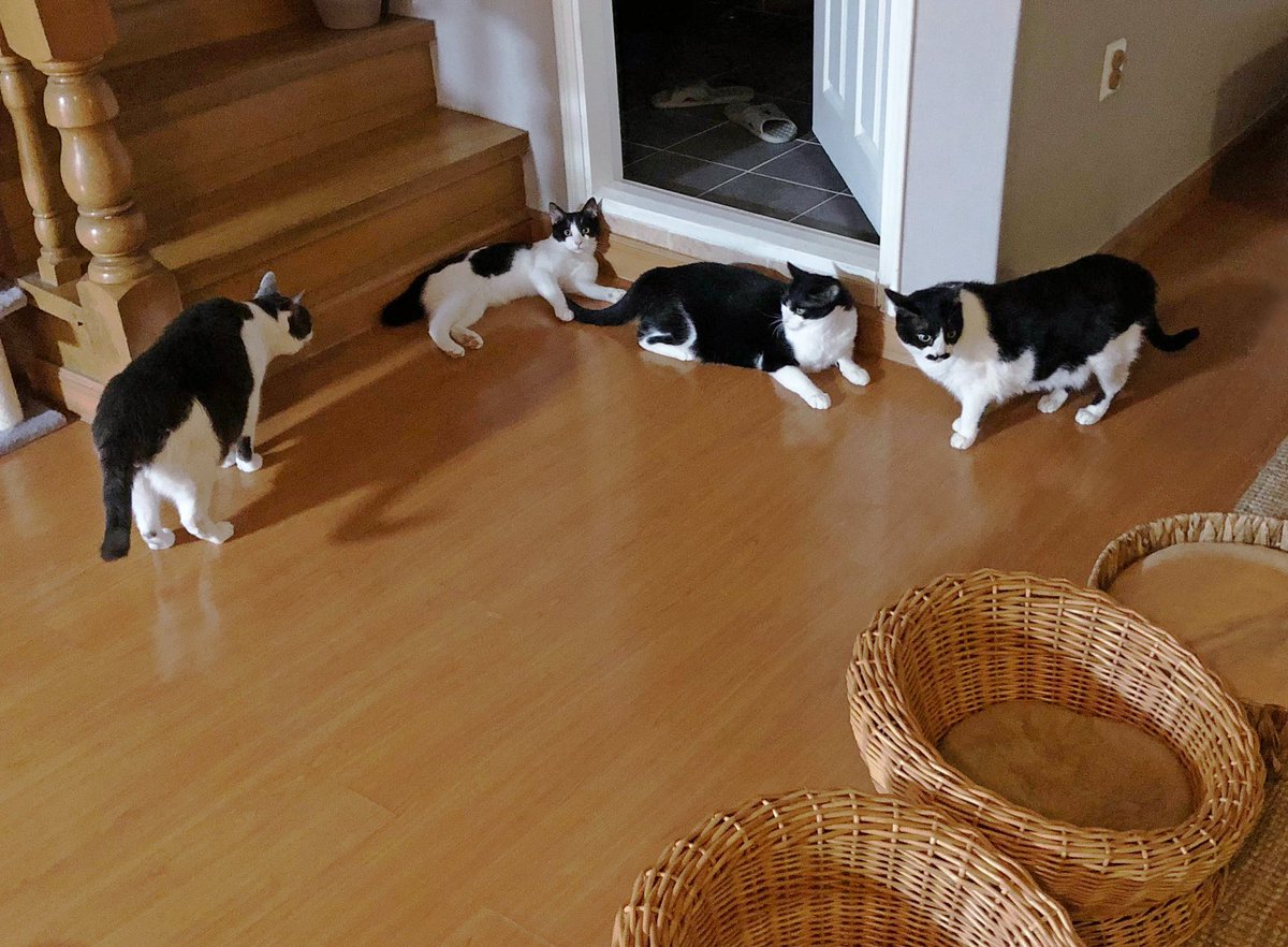 맘모스빵🍞 tweet media