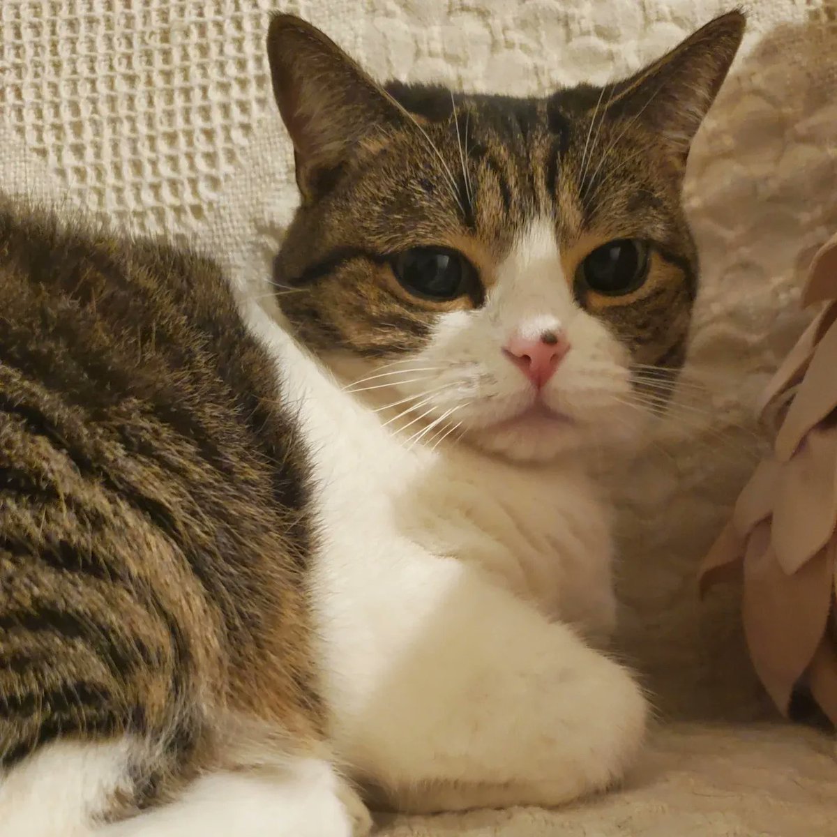 ポンちゃんおはよう