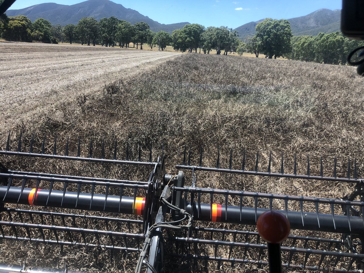 Alister Beveridge (@albeveridge1) on Twitter photo We might have got lucky this year with the beans. They have performed exceptionally well in an extreme pressure year, although it hasn’t been cheap. <a href="/87Wlc/">will crawford</a> <a href="/ryan_milgate/">Ryan Milgate</a> <a href="/oldfield_ben/">Ben Oldfield</a> <a href="/JamesGubbins8/">James Gubbins</a> We might have got lucky this year with the beans. They have performed exceptionally well in an extreme pressure year, although it hasn’t been cheap. <a href="/87Wlc/">will crawford</a> <a href="/ryan_milgate/">Ryan Milgate</a> <a href="/oldfield_ben/">Ben Oldfield</a> <a href="/JamesGubbins8/">James Gubbins</a>