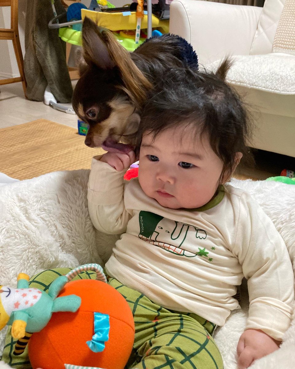 shorappa's tweet photo. ほらね…こわくない
おびえていただけなんだよね
#ナウシカ #テト #チワワ https://t.co/njyNvWrHyd