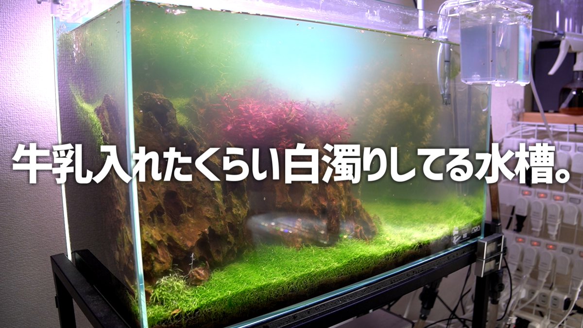 セット送料無料 AMP オーバーフロー水槽 W60cm ガラス製フルセット