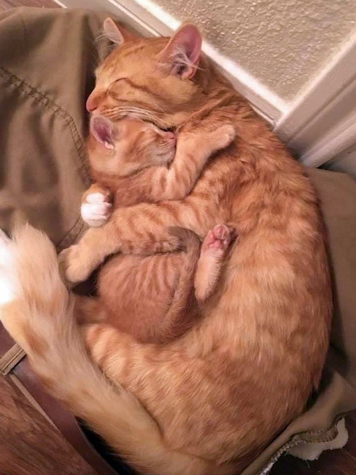 Have a relaxing Sunday dear friends…🌹😻🐱❣️

#GoodMorningEveryone 🌹 #CoffeeTime ☕️ #CatsLover 🐈 #StayPositive ☃️ #BeKindAlways 💗 #Blessings 🌷 #Peace 🕊