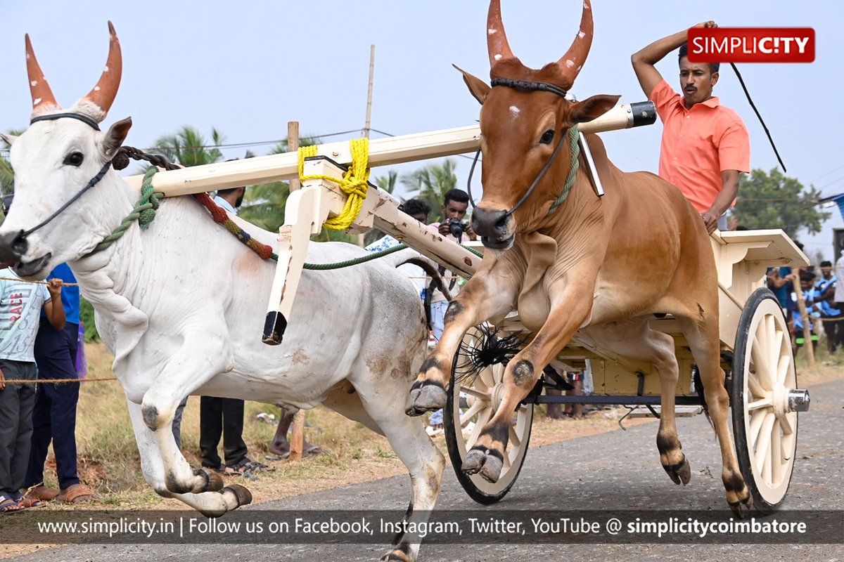simplicitycbe's tweet photo. #Photostory
Rekla race held as part of Velaan Thiruvizha in Coimbatore

#Location: Chinniyampalayam, Coimbatore
#Pc: T. Mohanraj, SimpliCity https://t.co/c3scDZYiTZ
