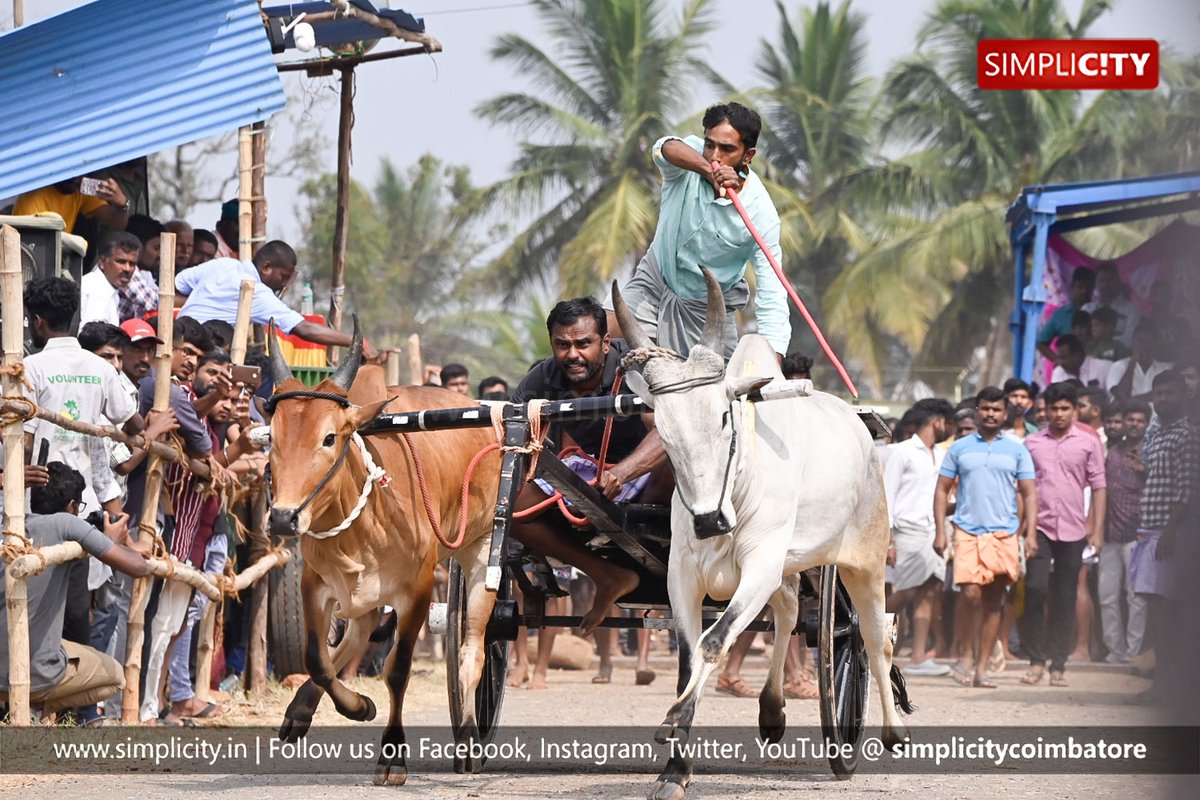 simplicitycbe's tweet photo. #Photostory
Rekla race held as part of Velaan Thiruvizha in Coimbatore

#Location: Chinniyampalayam, Coimbatore
#Pc: T. Mohanraj, SimpliCity https://t.co/c3scDZYiTZ