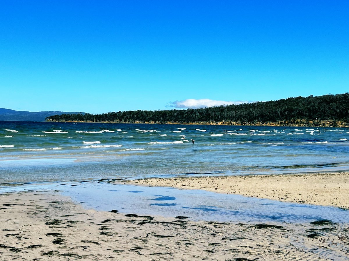 Stephengissy's tweet photo. Summer has arrived #tasmanpeninsula #saltwaterriver Had to share the beach with the gulls &amp; pied/sooty oyster catchers. #Birds Simply joys of summer. https://t.co/ofyu1JxOqk