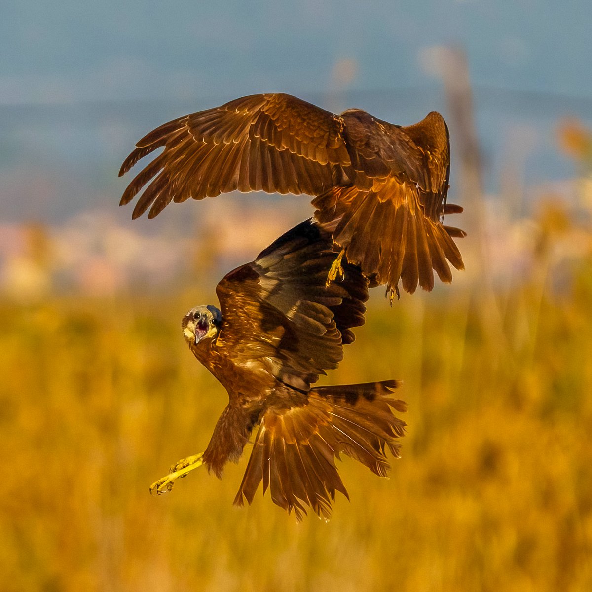 Temps de lluites i persecucions, arpella comuna - Circus aeruginosus, @rietvell @EugeniCapella @sales_sergi @birdcatalunya @_seo_ebre_