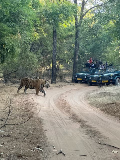 ShashankMengade's tweet photo. #nature #Bandhavgarh #Jungle @MPTourism @ChouhanShivraj #tiger @tourismgoi @UNWTO what a site this morning! too good ! biss… @Ishaan_GA @prasadmokashi2 @kamlesh_lahoti #junglelife #India #bharat https://t.co/8JMknxhVMx
