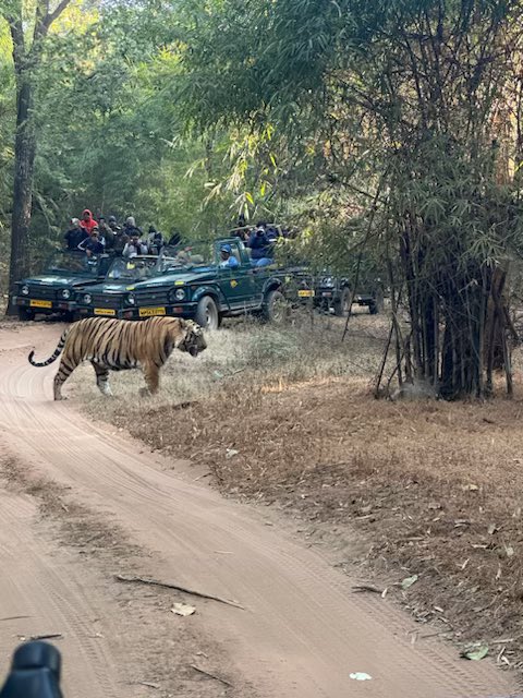 ShashankMengade's tweet photo. #nature #Bandhavgarh #Jungle @MPTourism @ChouhanShivraj #tiger @tourismgoi @UNWTO what a site this morning! too good ! biss… @Ishaan_GA @prasadmokashi2 @kamlesh_lahoti #junglelife #India #bharat https://t.co/8JMknxhVMx