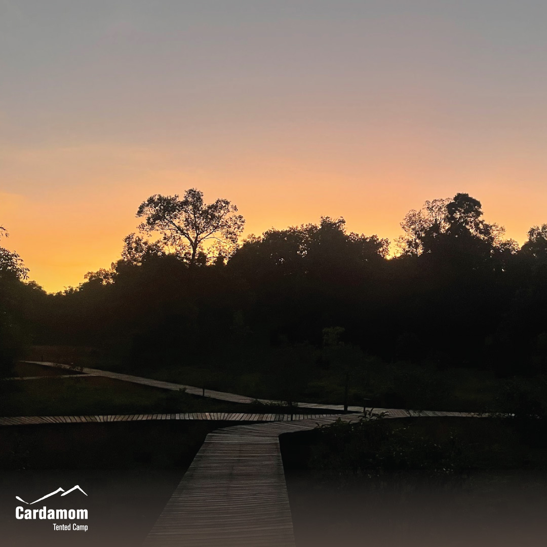 cardamomtent's tweet photo. "This is a great place to stay and experience natural Cambodia." - Wayne Faiden, reviewed on Google

#cardamomtentedcamp #travel #sustainable #ecotourism #restartourism #YourStayKeepstheForestStanding https://t.co/pv1xRQ18Ra