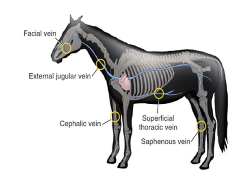 Advanced Strategies of Drug Delivery via Oral, Topical, and Parenteral Administration Routes: Where do Equine Medications Stand? dlvr.it/SgY2p2 #excipients #pharmaceutical #formulation