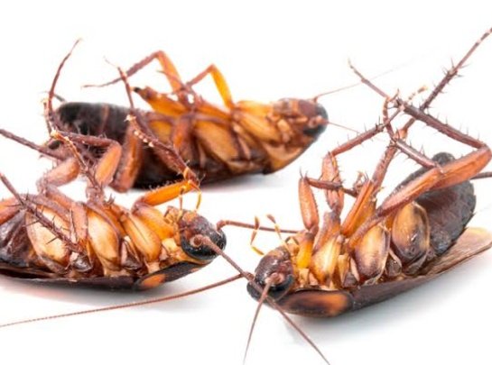 Getting Rid of Coakroaches; 

Most homes have cockroaches in different quantities and sizes.

If you...