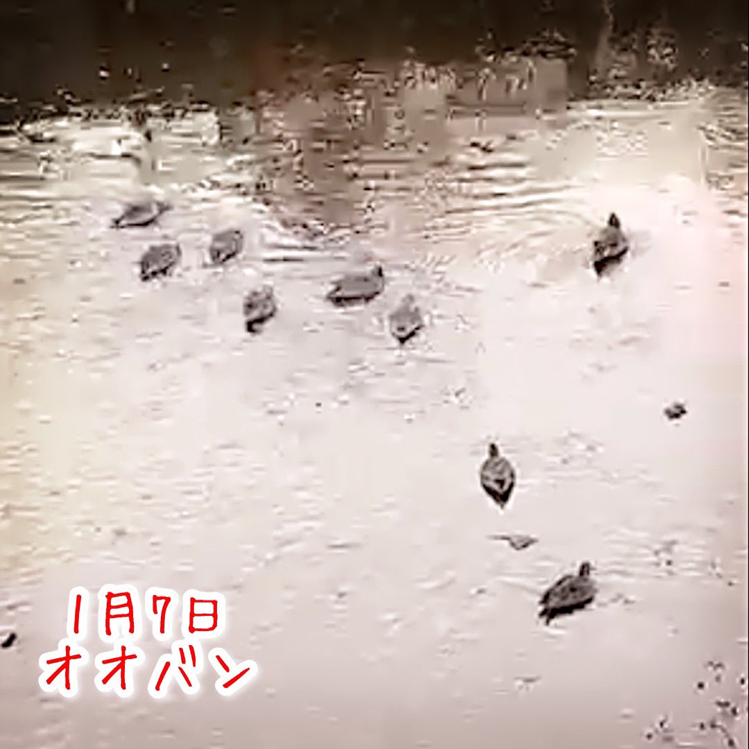 vovinamnohaha's tweet photo. 川底の苔を食べるオオバンの子供

おさんぽ配信
2023年1月7日

#17LIVE
#オオバン https://t.co/hYnwYQEUt6