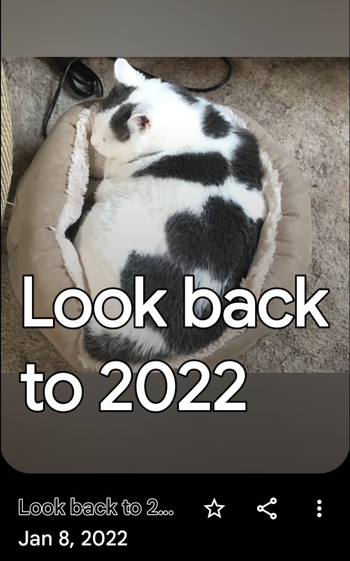 I like cats³³°¹ tweet media