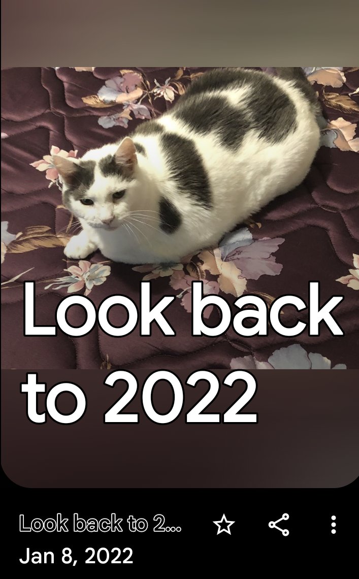 I like cats³³°¹ tweet media