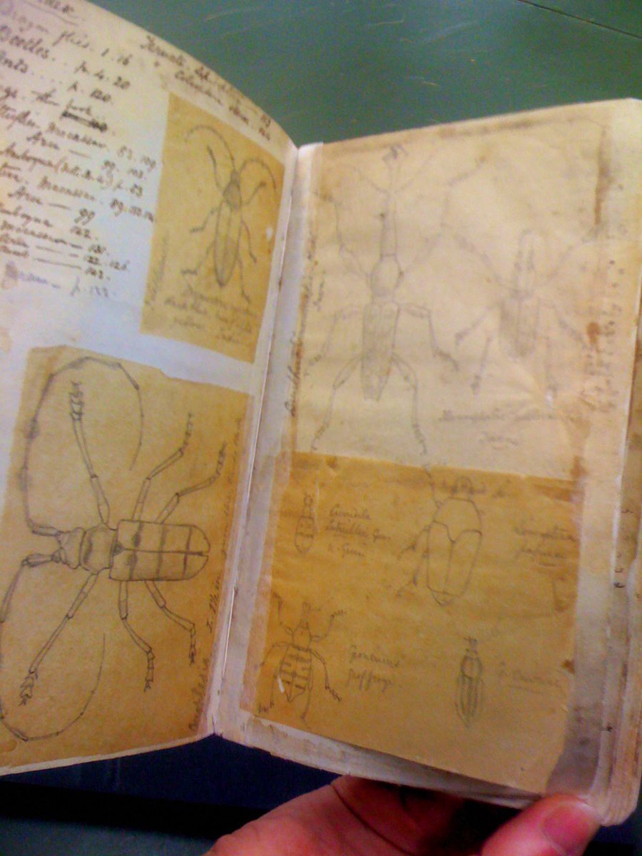 flygirlNHM's tweet photo. Alfred Russel #Wallace FRS was born #OnThisDay in 1823

Here are 2 of his #notebooks in the @NHM_Library - doodles, scribbles &amp; musings of quite the most amazing naturalist

The @NHM_London data portal includes many of his specimens imaged for all https://t.co/axk5quiIZZ https://t.co/JjfTyicel8