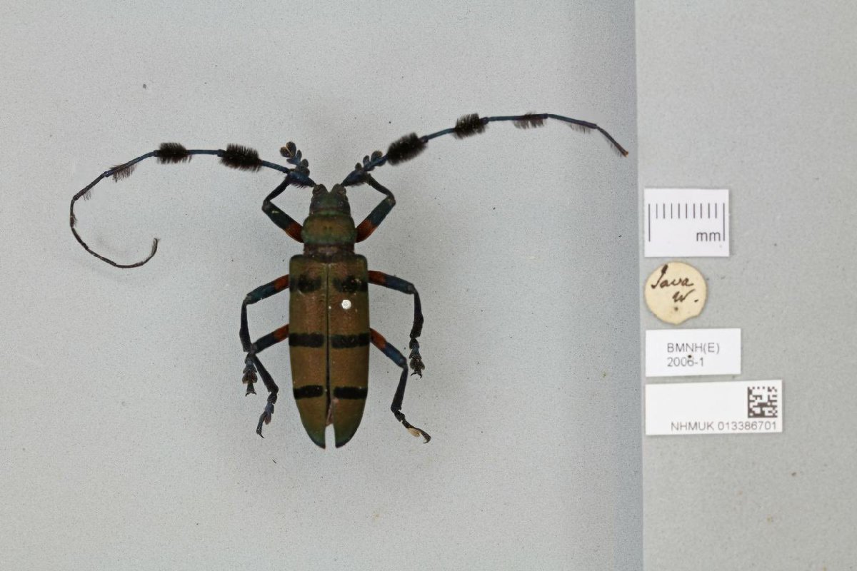 Alfred Russel #Wallace FRS was born #OnThisDay in 1823

Here are 2 of his #notebooks in the <a href="/NHM_Library/">NHM Library and Archives</a> - doodles, scribbles &amp; musings of quite the most amazing naturalist

The <a href="/NHM_London/">Natural History Museum</a> data portal includes many of his specimens imaged for all data.nhm.ac.uk/search